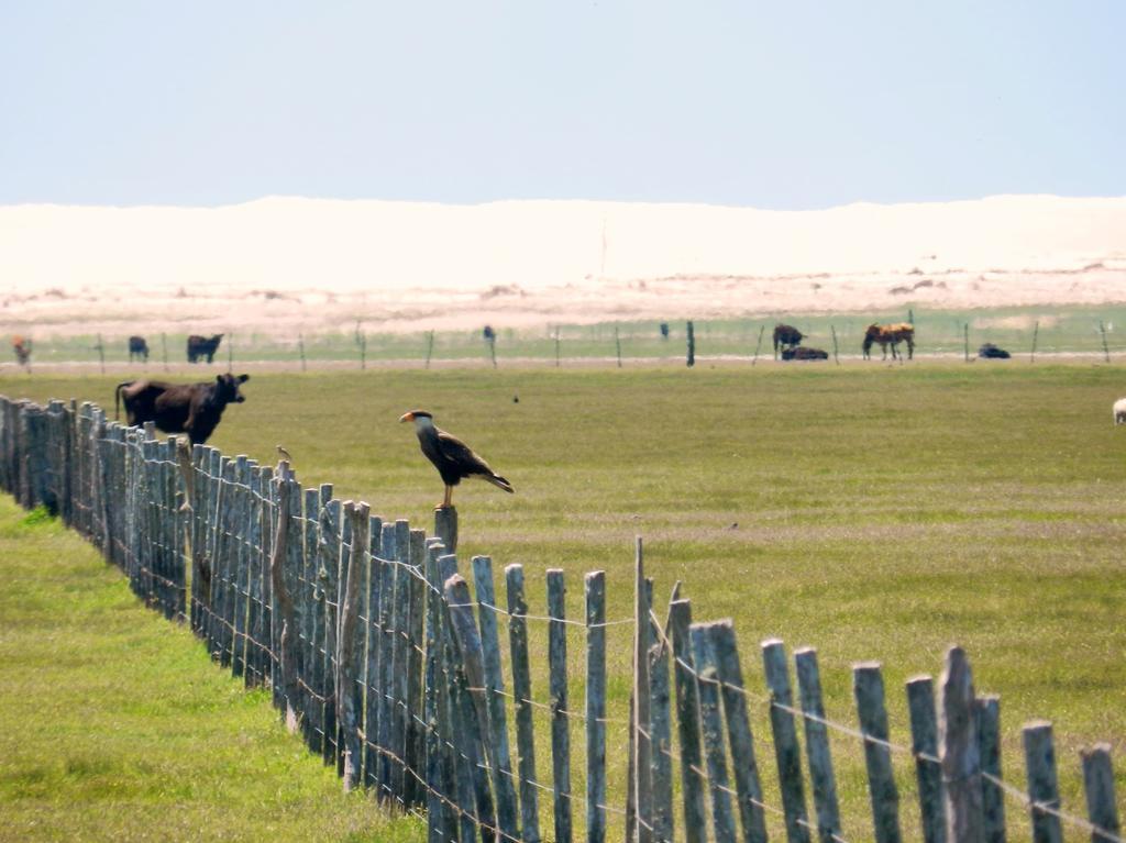 Aldeia Santuario Das Aves Tavares Екстер'єр фото